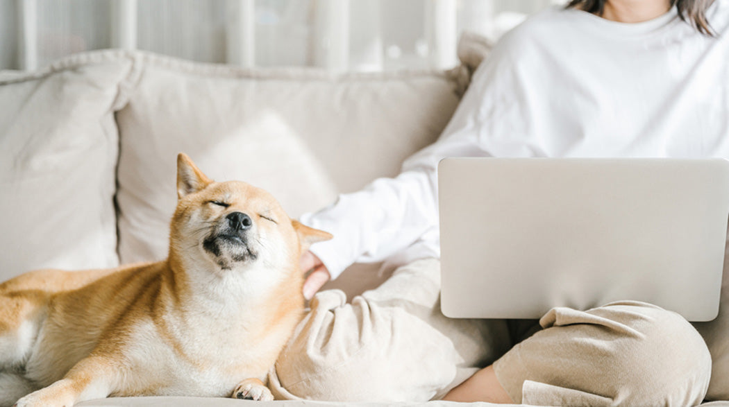 What’s Really In Your Dog’s Treats? The Ingredients No One Talks About