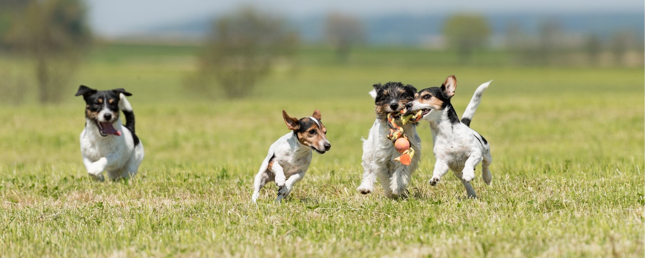 “Just a Treat?” — Why That Little Chew Means More Than You Think